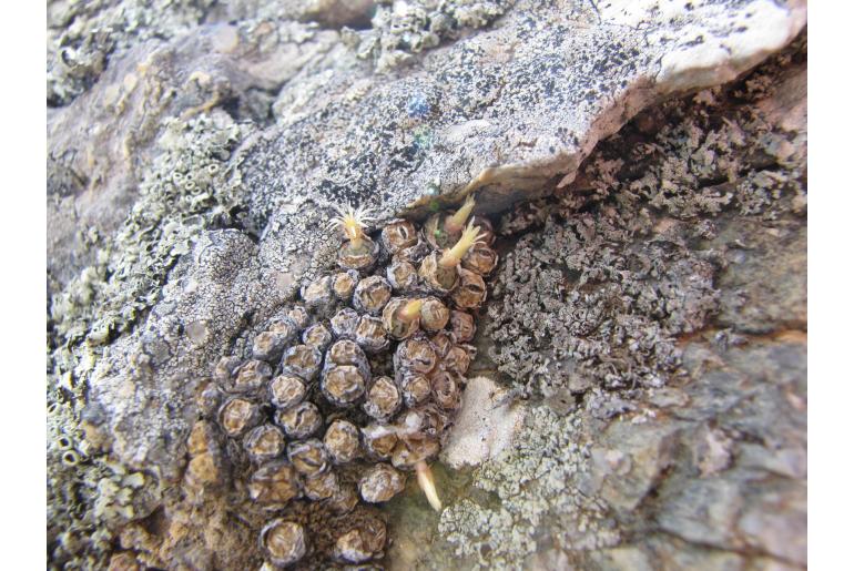Conophytum uviforme ssp uviforme 16920