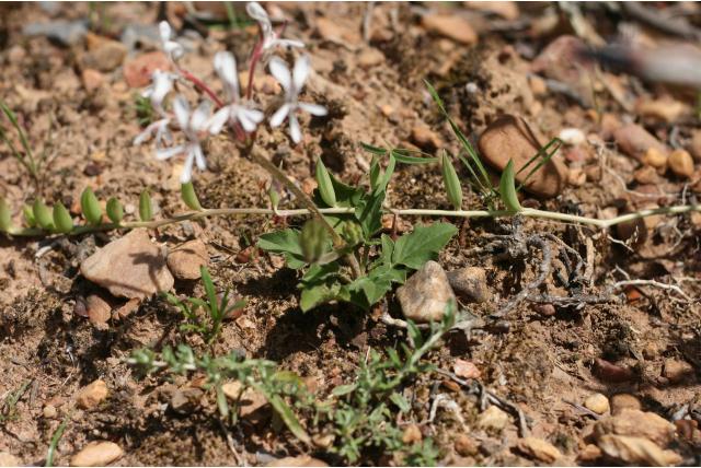 Vlakte geranium