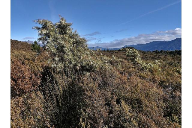 Zijdezachte hakea