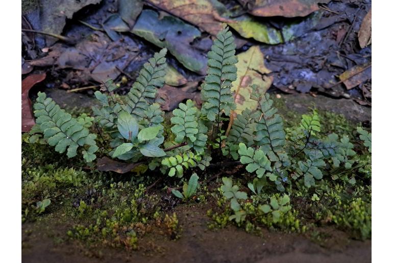 Adiantum diaphanum -16929
