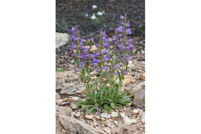 Atwood's penstemon