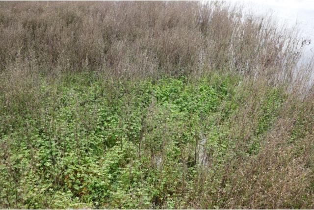 Schelpe's Marsilea