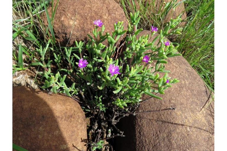 Trichodiadema rogersiae -16943