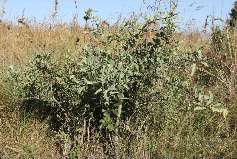 Gymnosporia glaucophylla&nbsp;16945