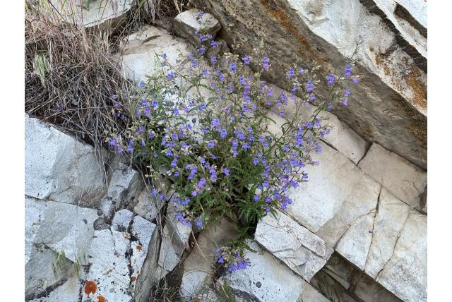Twee-blad penstemon