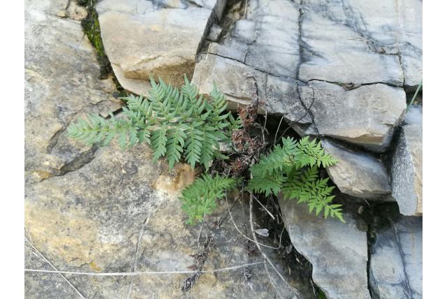 Myriopteris met kap