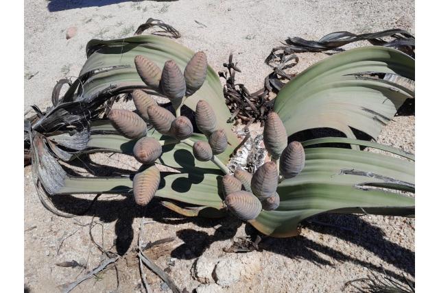 Prachtige Welwitschia Prachtige Welwitschia