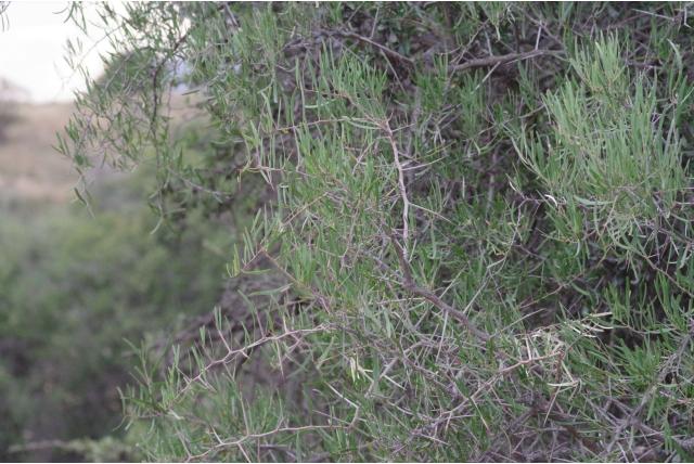 Lineaire gymnosporia