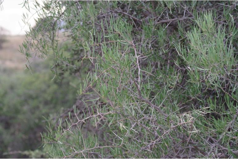 Gymnosporia linearis&nbsp;16954