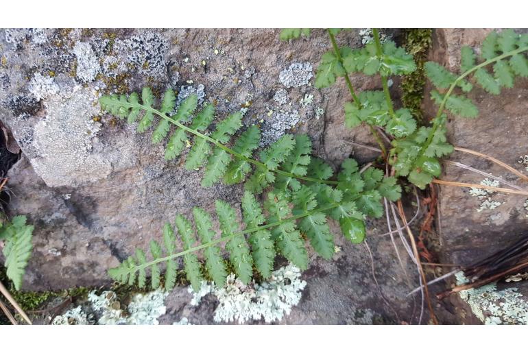 Woodsia neomexicana -16957
