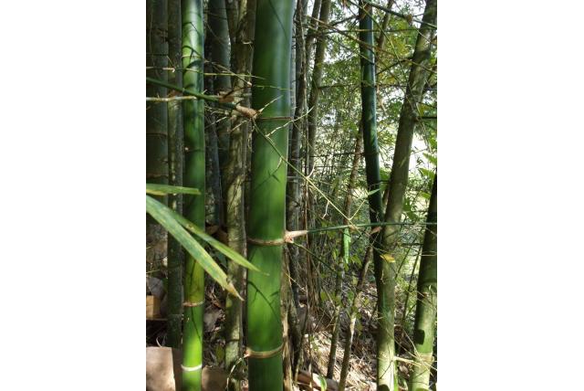 Calcutta bamboe