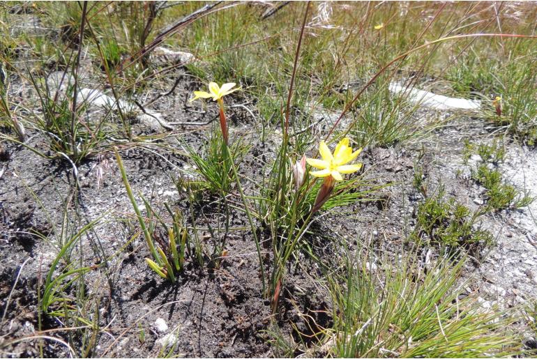 Bobartia parva -16966