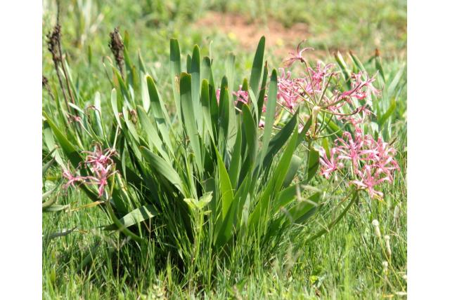 Krige's sikkelvormige nerine