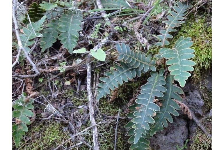 Asplenium aureum 16974