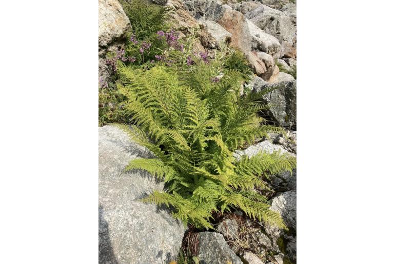 Athyrium distentifolium 16980