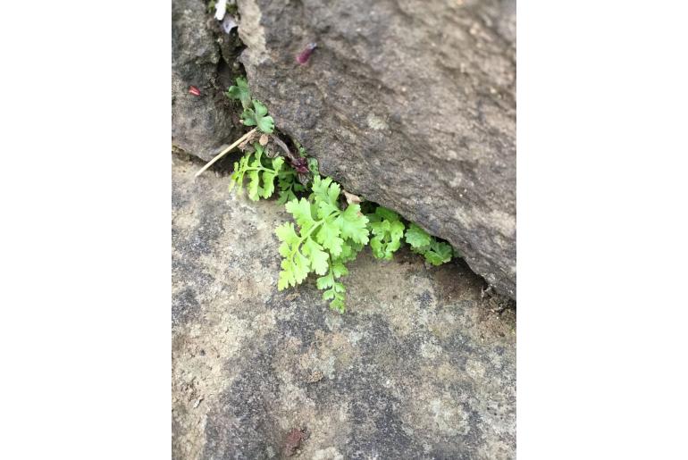 Athyrium niponicum 16981