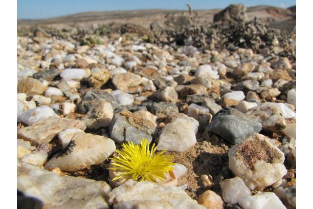 Kratervormige argyroderma