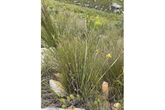 Tweekoppige bobartia