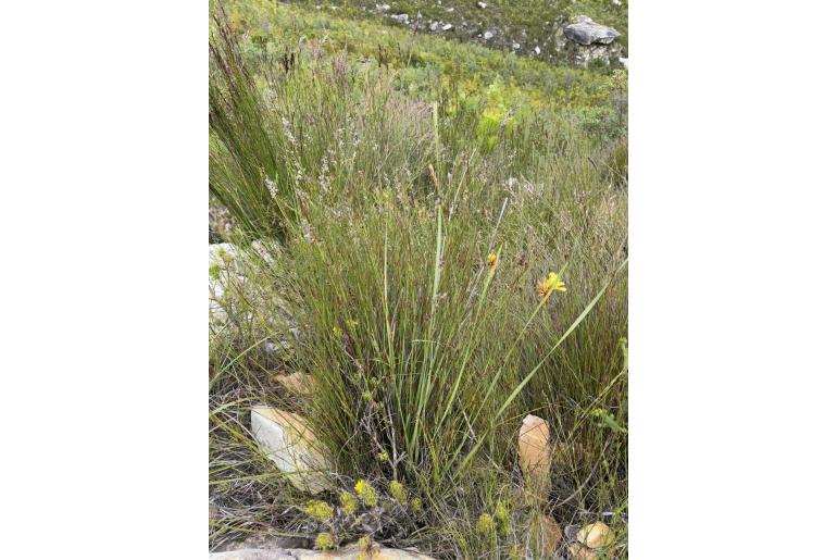 Bobartia anceps -17001