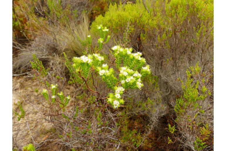 Diosma arenicola&nbsp;17007
