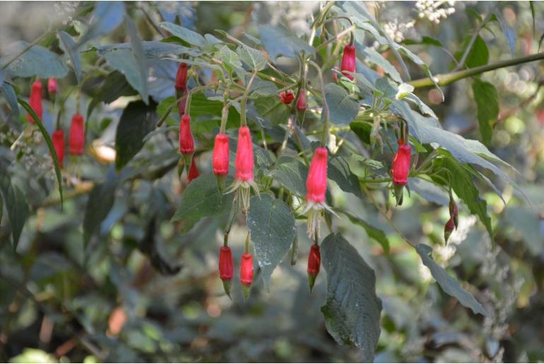 Fuchsia splendens -17008