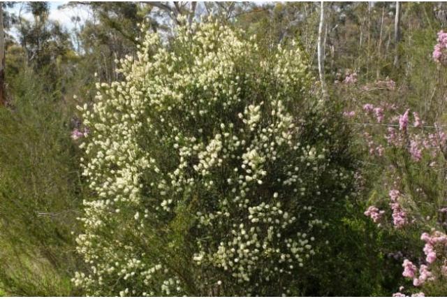 Melaleuca met korte meeldraden