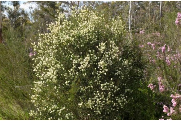 Melaleuca parvistaminea -17016