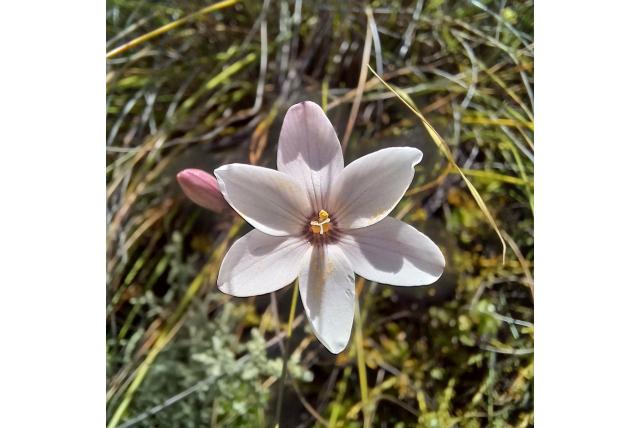 Dierama-achtig avondbloem Dierama-achtig avondbloem