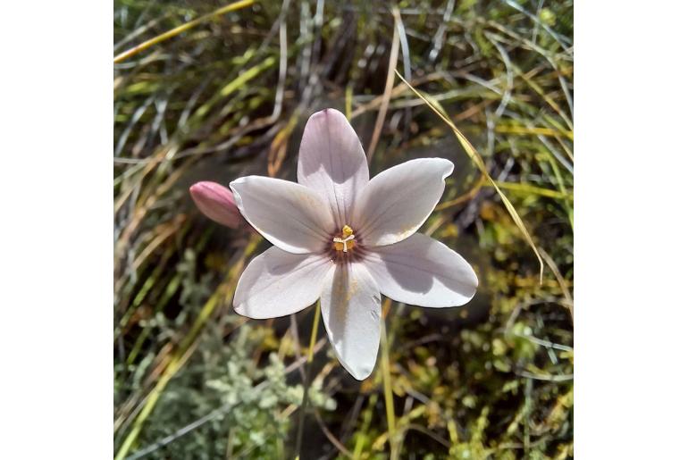 Ixia dieramoides 17018