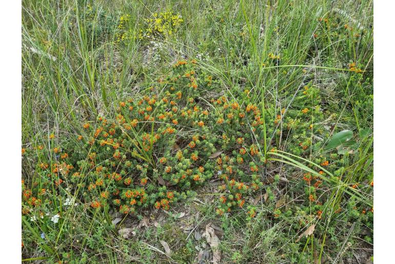 Pultenaea humilis 17026