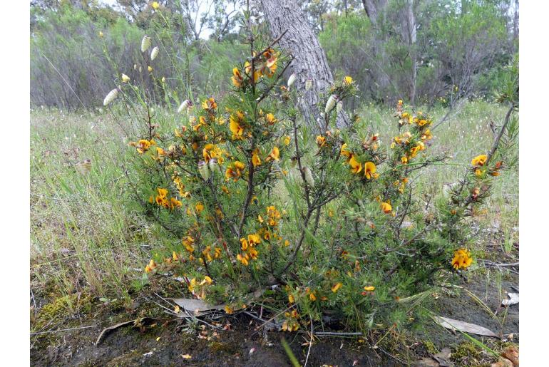 Pultenaea laxiflora 17027