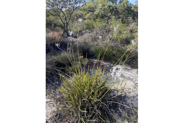 Gegroefde conospermum Gegroefde conospermum