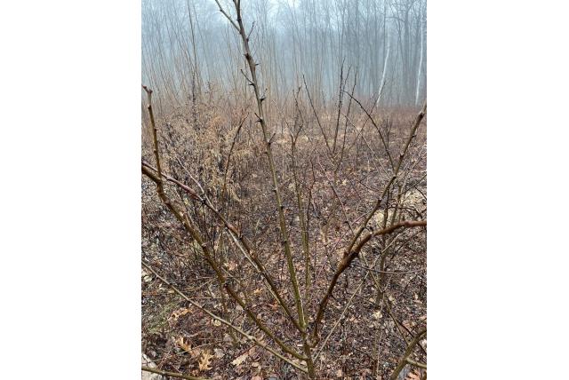 Valse acacia