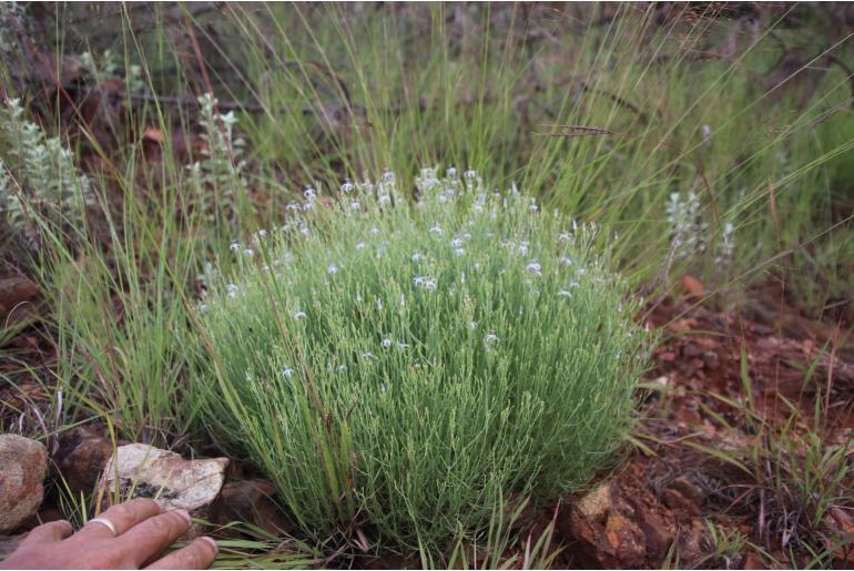 Wahlenbergia magaliesbergensis 17033