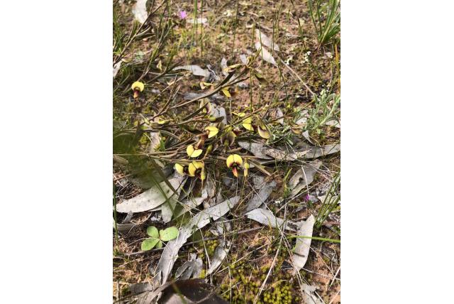 Smalbladige templetonia
