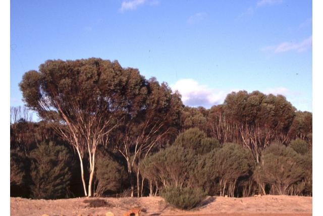 Hyden Eucalyptus