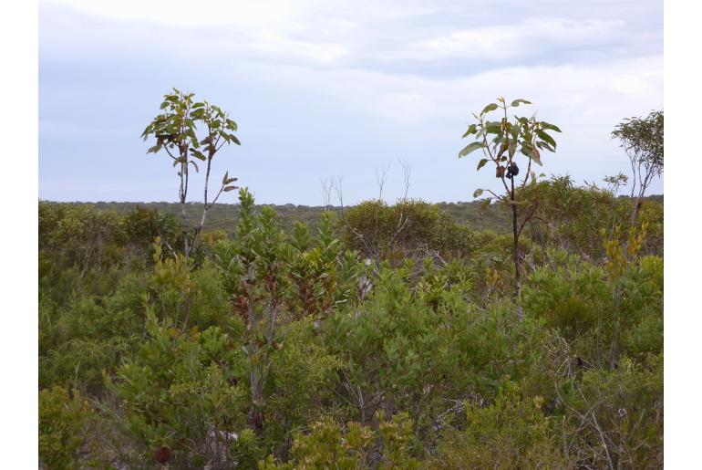 Eucalyptus brandiana 17053