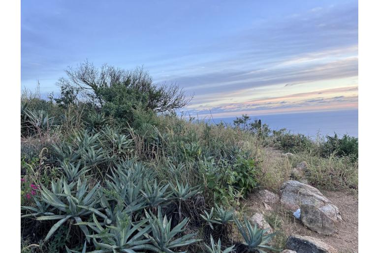 Agave aurea var capensis -17054