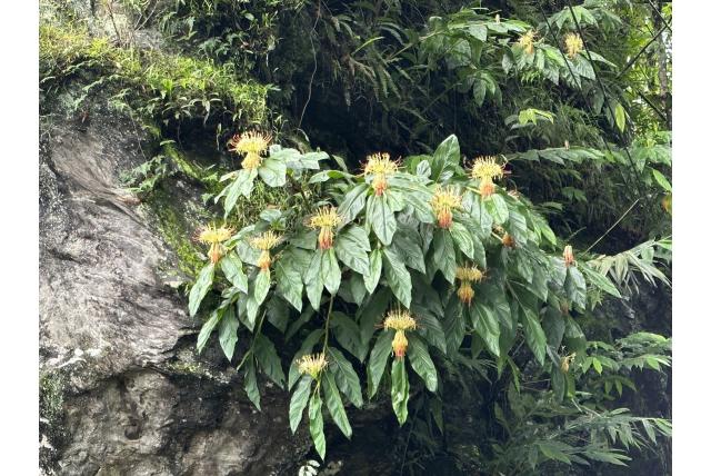 Siergember Siergember