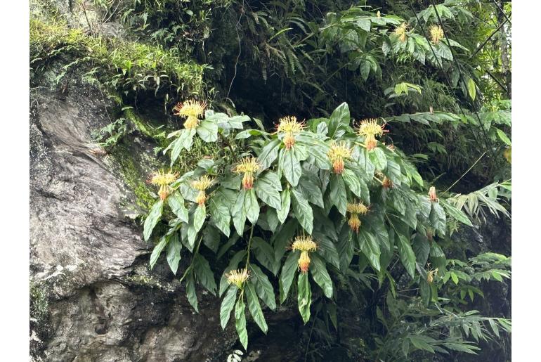 Hedychium ellipticum 17058