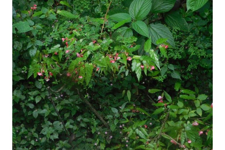 Begonia incarnata -17063