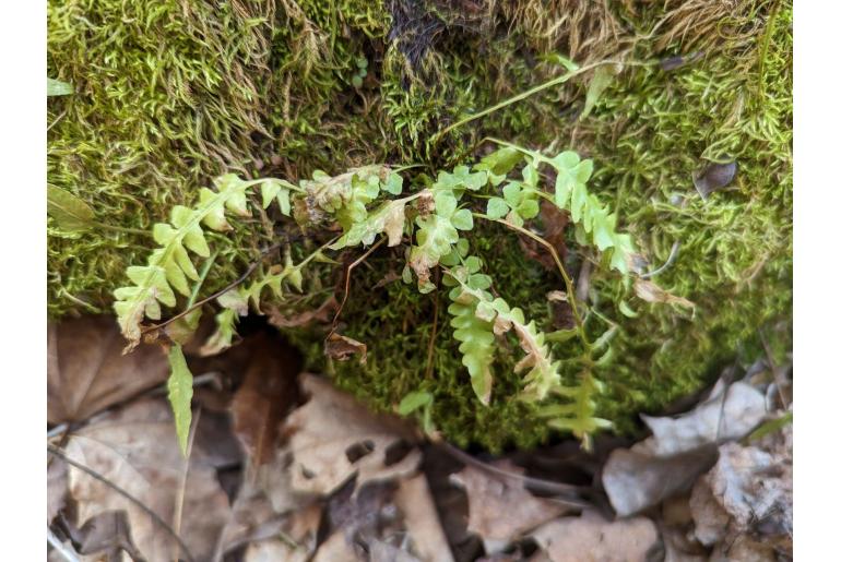 Asplenium x ebenoides 17068