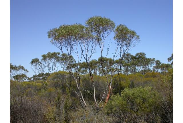 Olijf-bladerige Eucalyptus Olijf-bladerige Eucalyptus