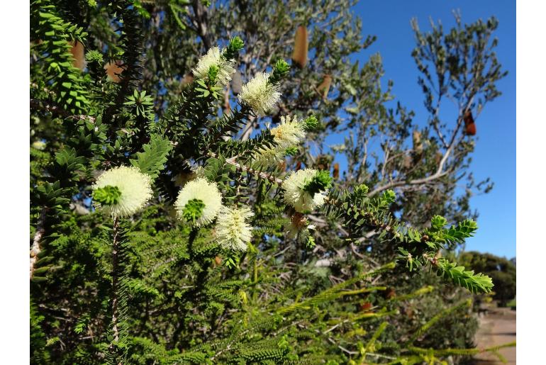 Melaleuca ringens -17070