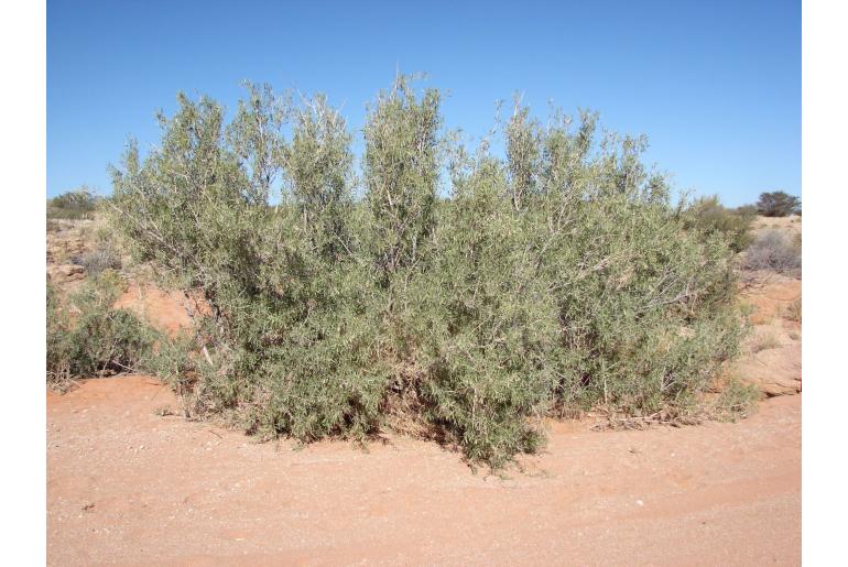 Gymnosporia linearis ssp lanceolata&nbsp;17072