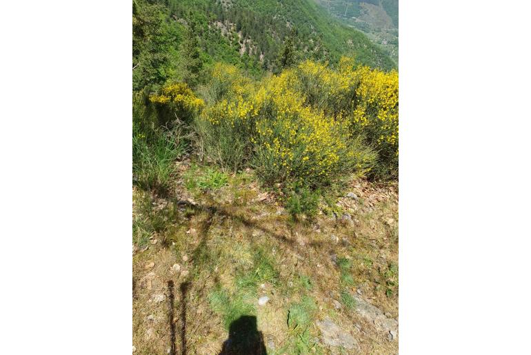 Cytisus oromediterraneus 17076