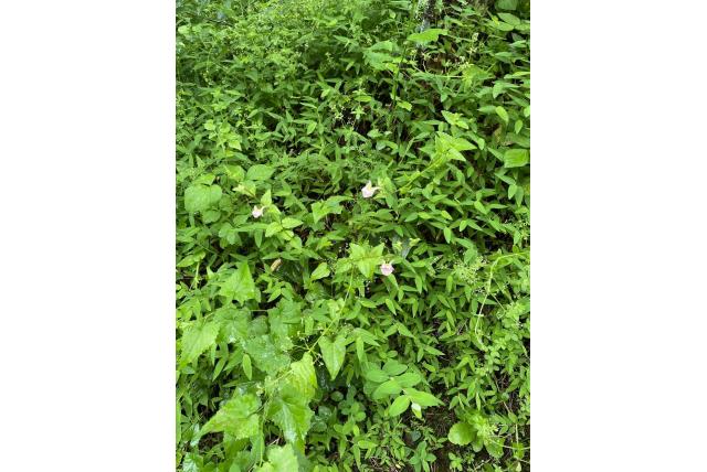 Waakzame diascia