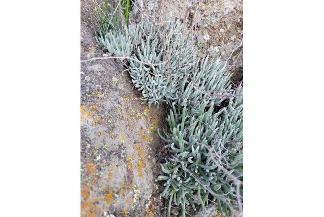 Orcutt's dudleya