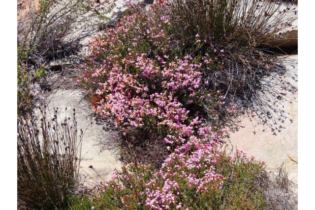 Vleeskleurige heide