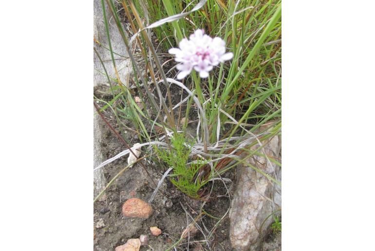 Scabiosa albanensis -17088
